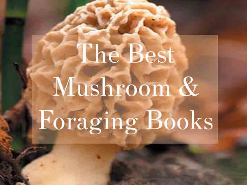 The Best Mushroom And Foraging Books