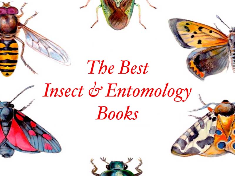 The Best Books About Insects & Entomology