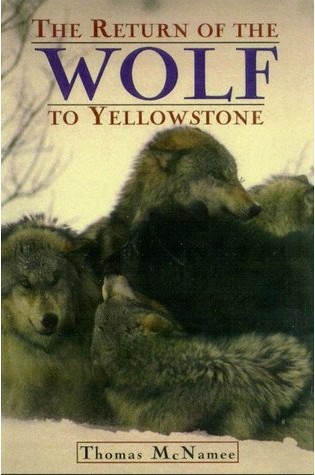 The Return of the Wolf to Yellowstone  