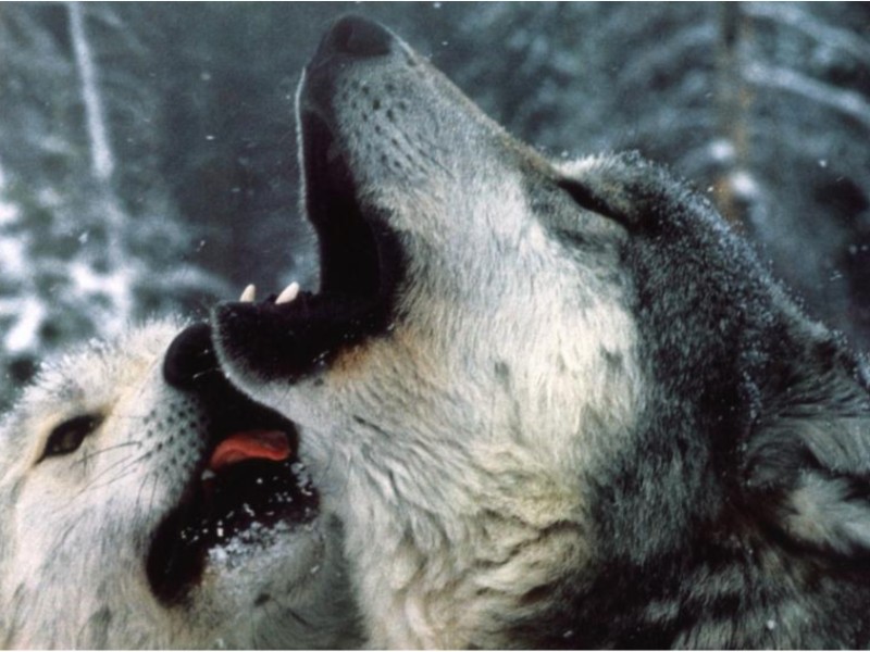 The Best Books About Or Featuring Wolves