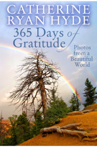 365 Days Of Gratitude